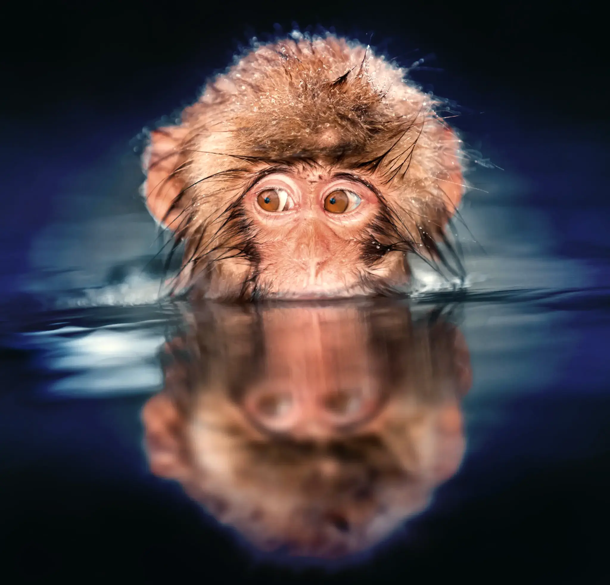 100th Monkey Phenomonon